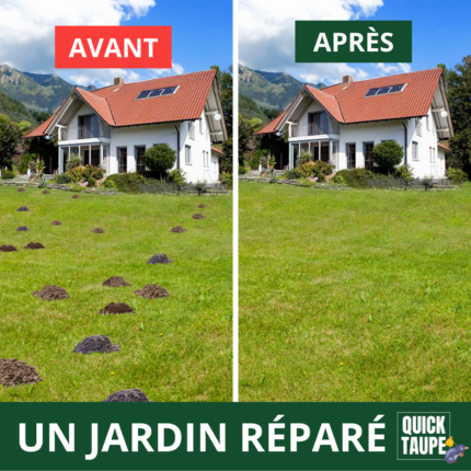 Image montrant un jardin avec de nombreuses taupinières avant l'utilisation d'une solution