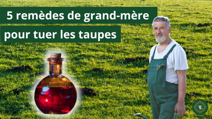 5 remèdes de grand-mère pour tuer les taupes, solution anti taupe, faire partir les taupes, detaupeur, piège à taupe, éliminer les taupes, faire fuir les taupes, se débarrasser des taupes